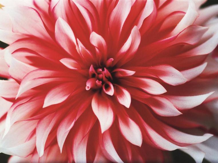 上世纪80年代开始写作,90年代中国女性诗歌的代表之一,曾获首届"刘丽