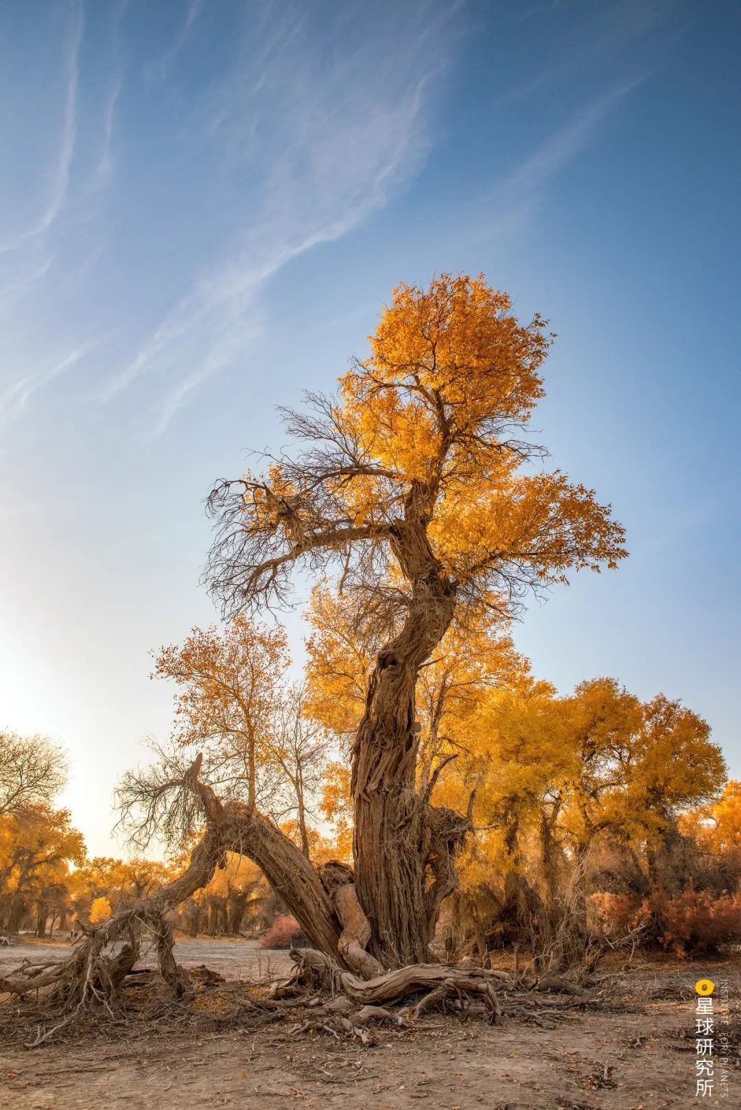 ▼(新疆轮台塔里木胡杨林,摄影师@朱金华)这为获取更多的水源提供便利
