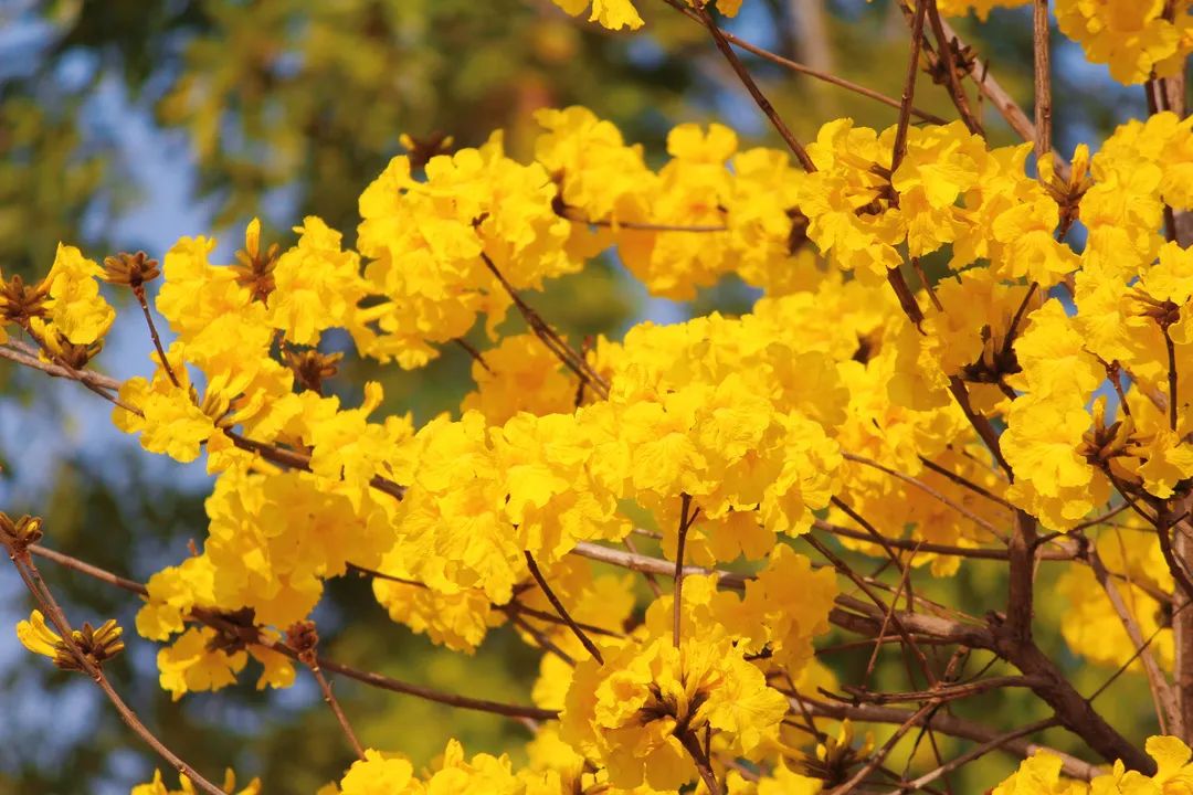 64花64花64花64花64花64_澎湃号·政务