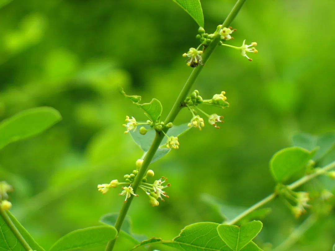 探秘!长白山植物千"种"风情~一叶萩