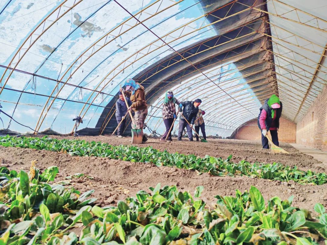 种植户们在整理苗床"过了春节,早点清雪扣棚,预计五月份西红柿,辣椒等