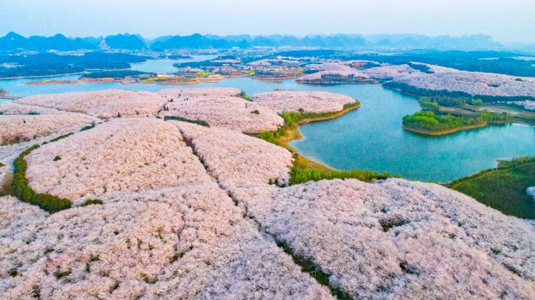 2024年贵阳贵安樱花季邀您共赴一场春日之约