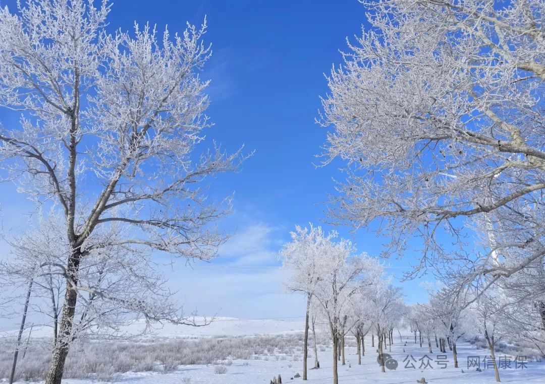 雪乡雾凇冰松图片图片