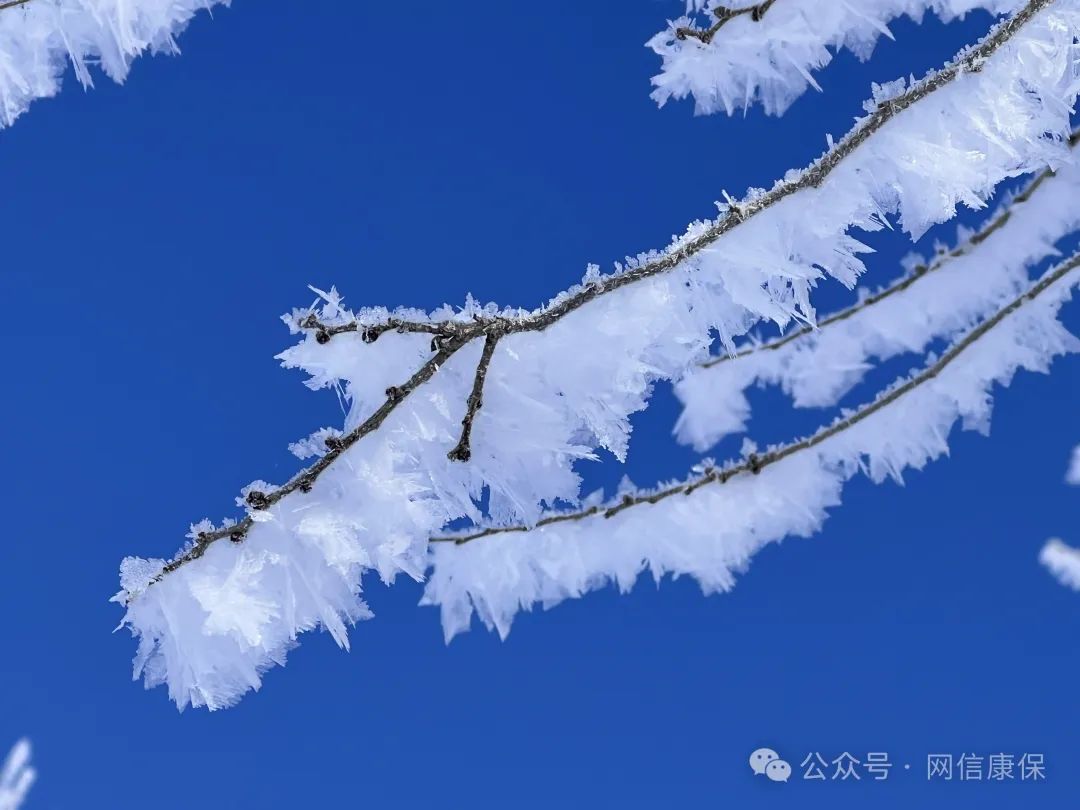 康保美景你来拍 雾凇晶莹剔透如童话世界