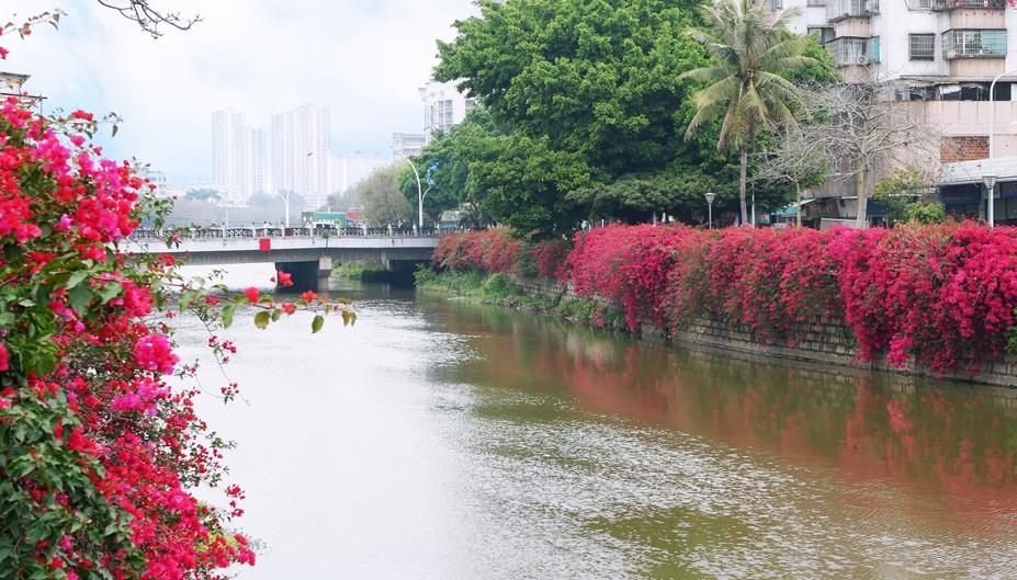 【绿美蓬江】繁花朵朵,绘织多姿多彩的蓬江春天!
