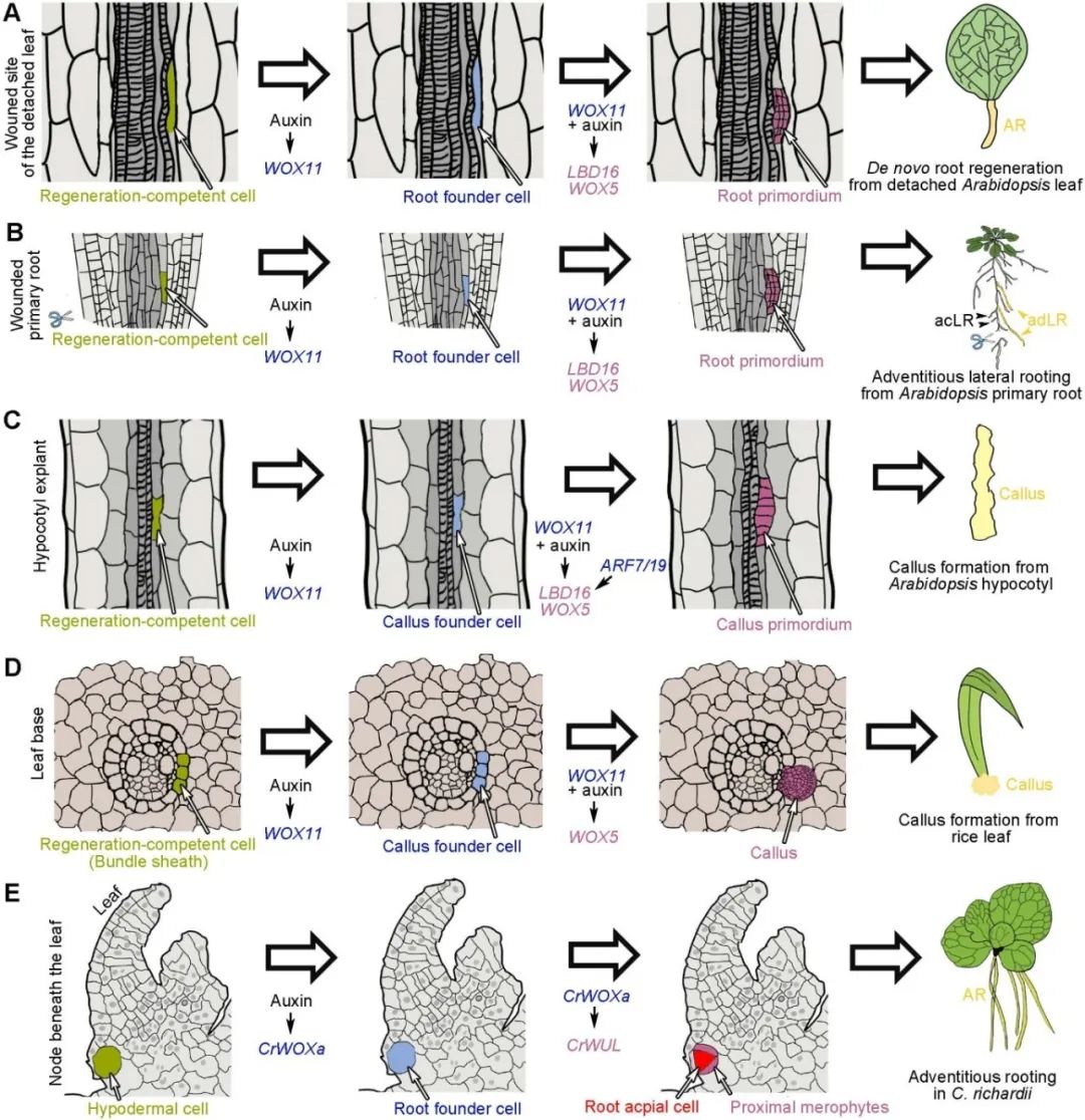 科技前沿cellregen专辑讲述损伤应激修复和再生中的亚细胞结构