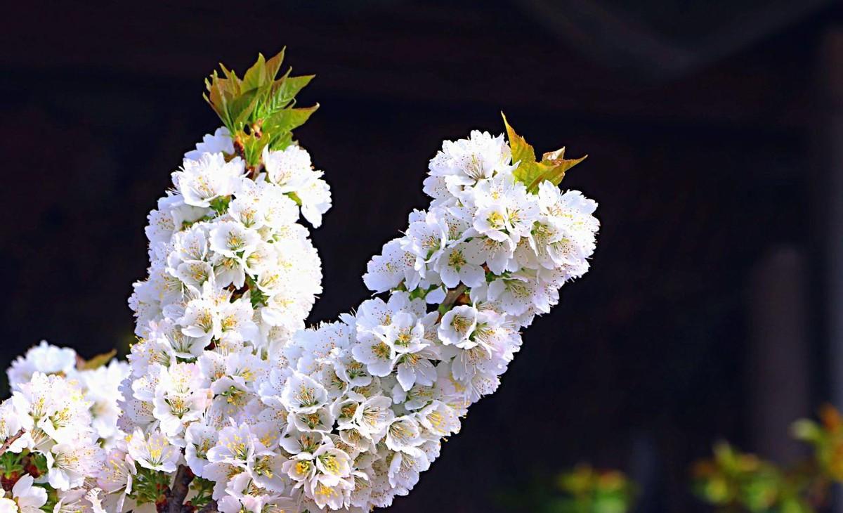 美丽的樱桃花图片