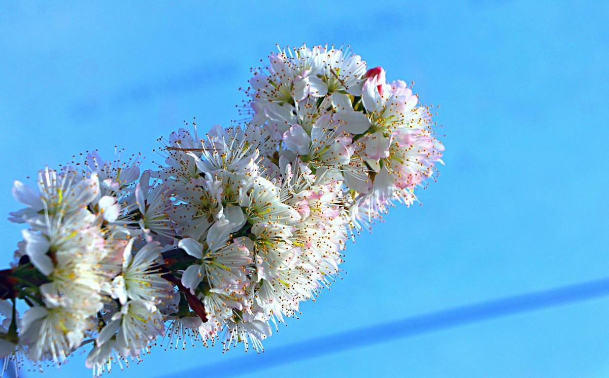山东日照:樱桃花开引客游_澎湃号·政务_澎湃新闻-the paper