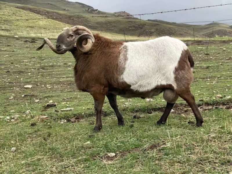 "青海地区良种羊胚胎工程育种技术研究与应用"项目团队供图据介绍,该