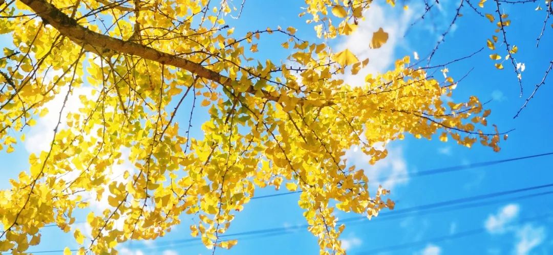 云舒风涌春色无边法影斑斓