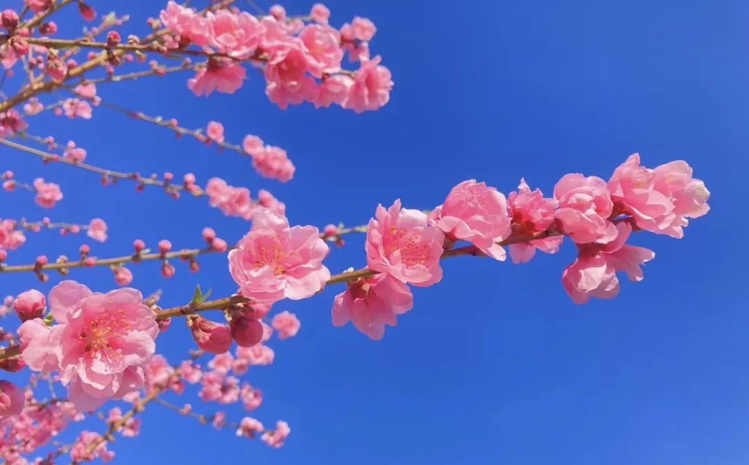 春寒》云霄法院 罗菁《繁花》龙文法院 韩灿琨《红掌拨清波》集美法院