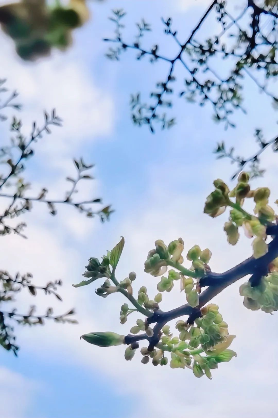 云舒风涌 春色无边 | 法影斑斓_澎湃号·政务_澎湃新闻-the paper