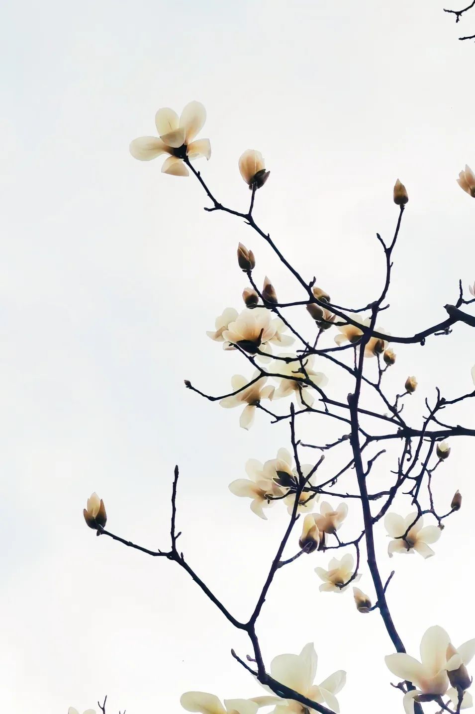 云舒风涌 春色无边 | 法影斑斓_澎湃号·政务_澎湃新闻-the paper