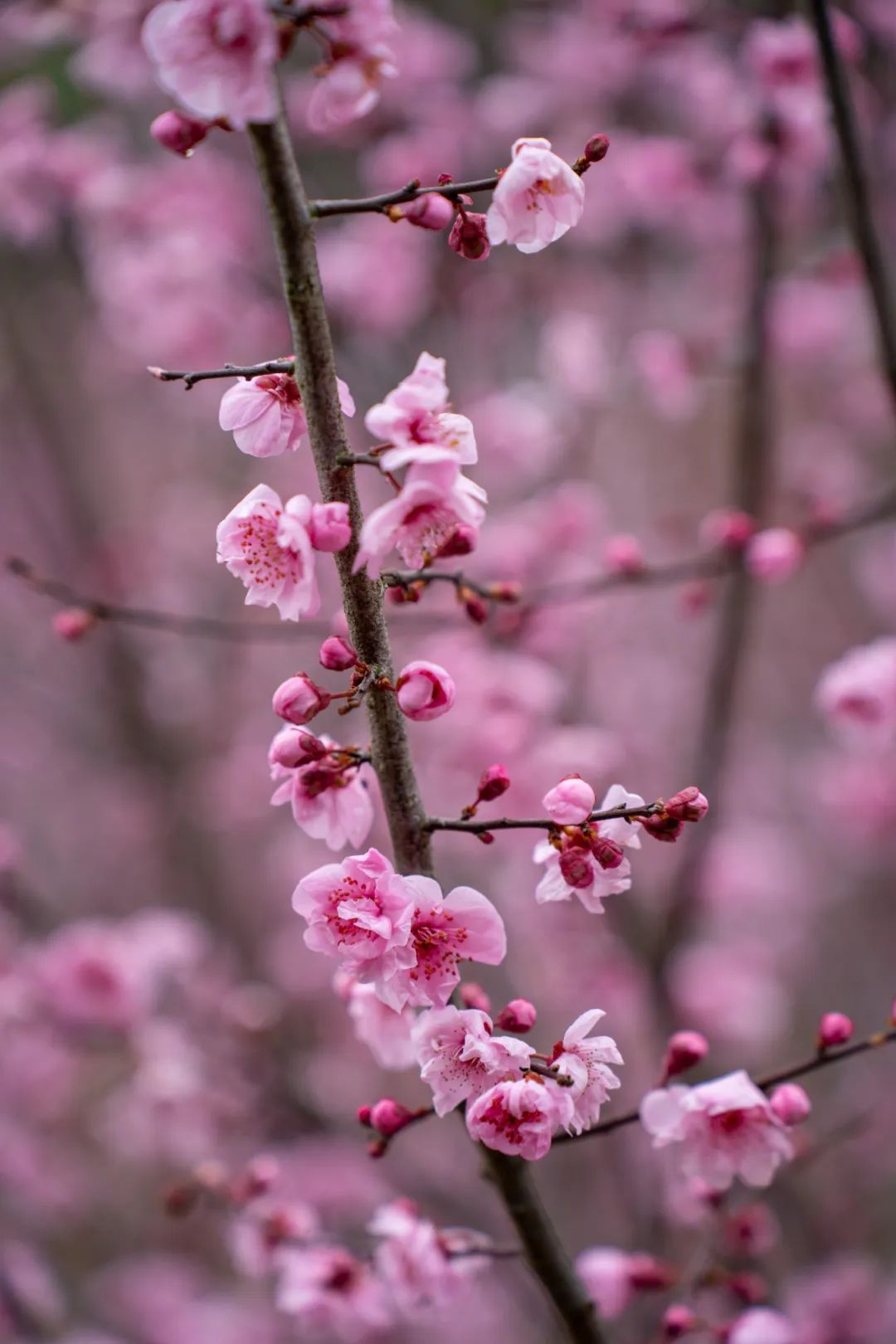 周末走起温州绝美赏花地统统拿下