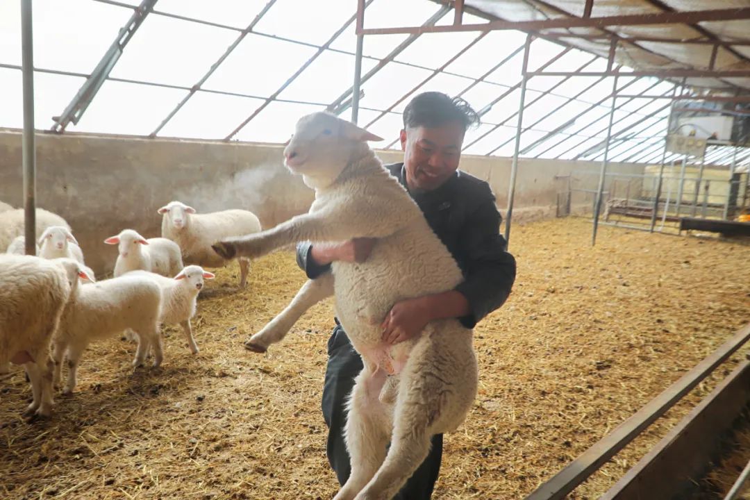 以销售羊羔为主,一大早父子俩就忙着给羊圈里的82只小羊羔投喂饲料.
