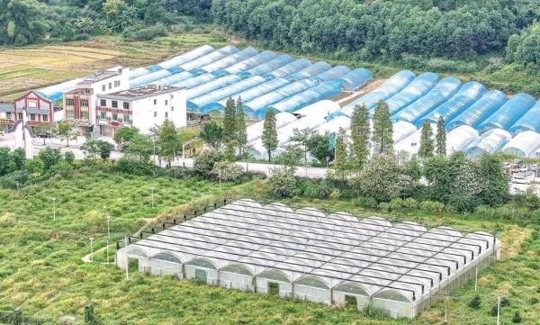 肇庆这些乡村的变化让人惊喜!_澎湃号·政务_澎湃新闻-the paper