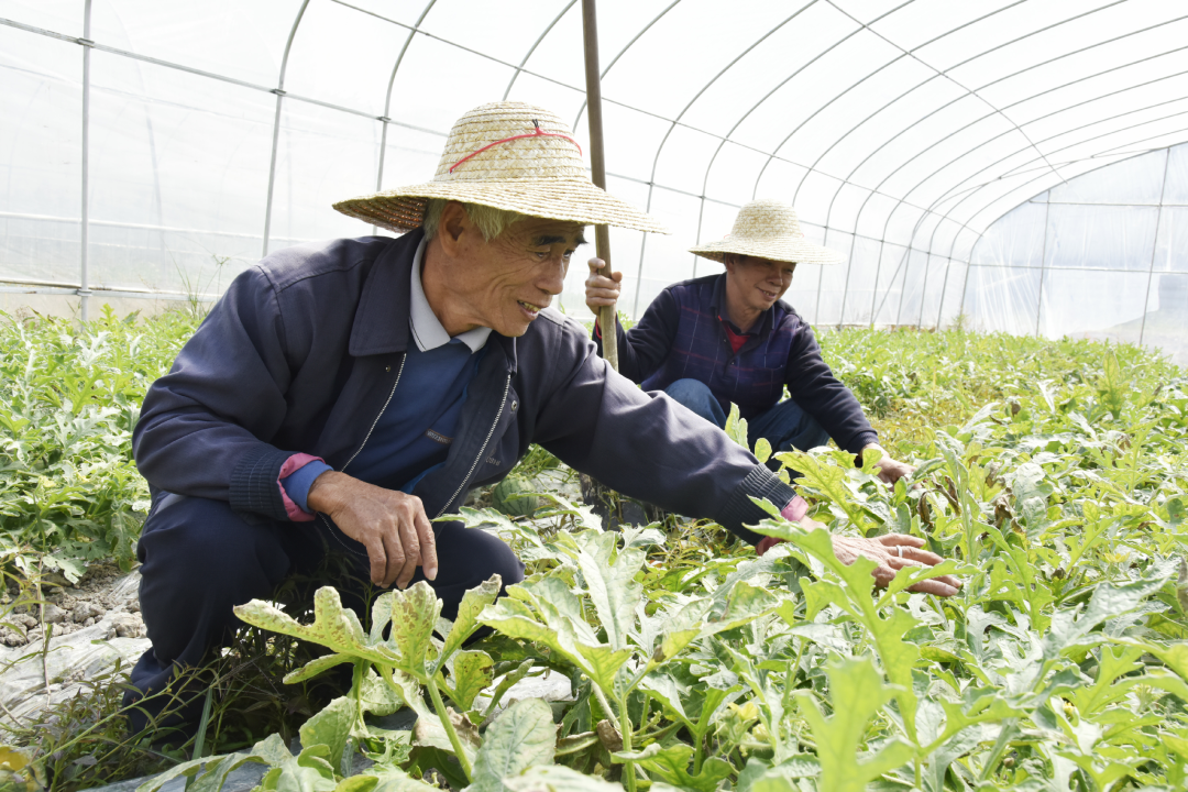 肇庆这些乡村的变化让人惊喜!_澎湃号·政务_澎湃新闻-the paper