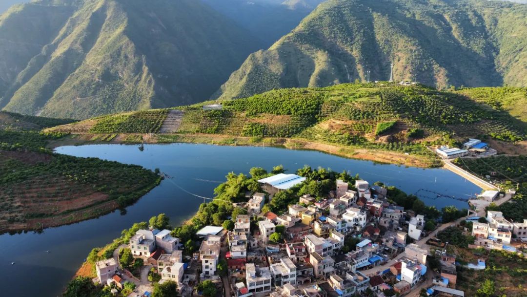 元阳呼山枇杷抢鲜上市