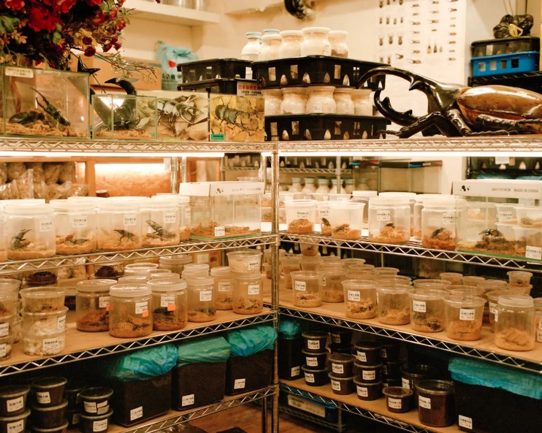 和喆:找回那些甲虫_澎湃号·湃客_澎湃新闻-the paper