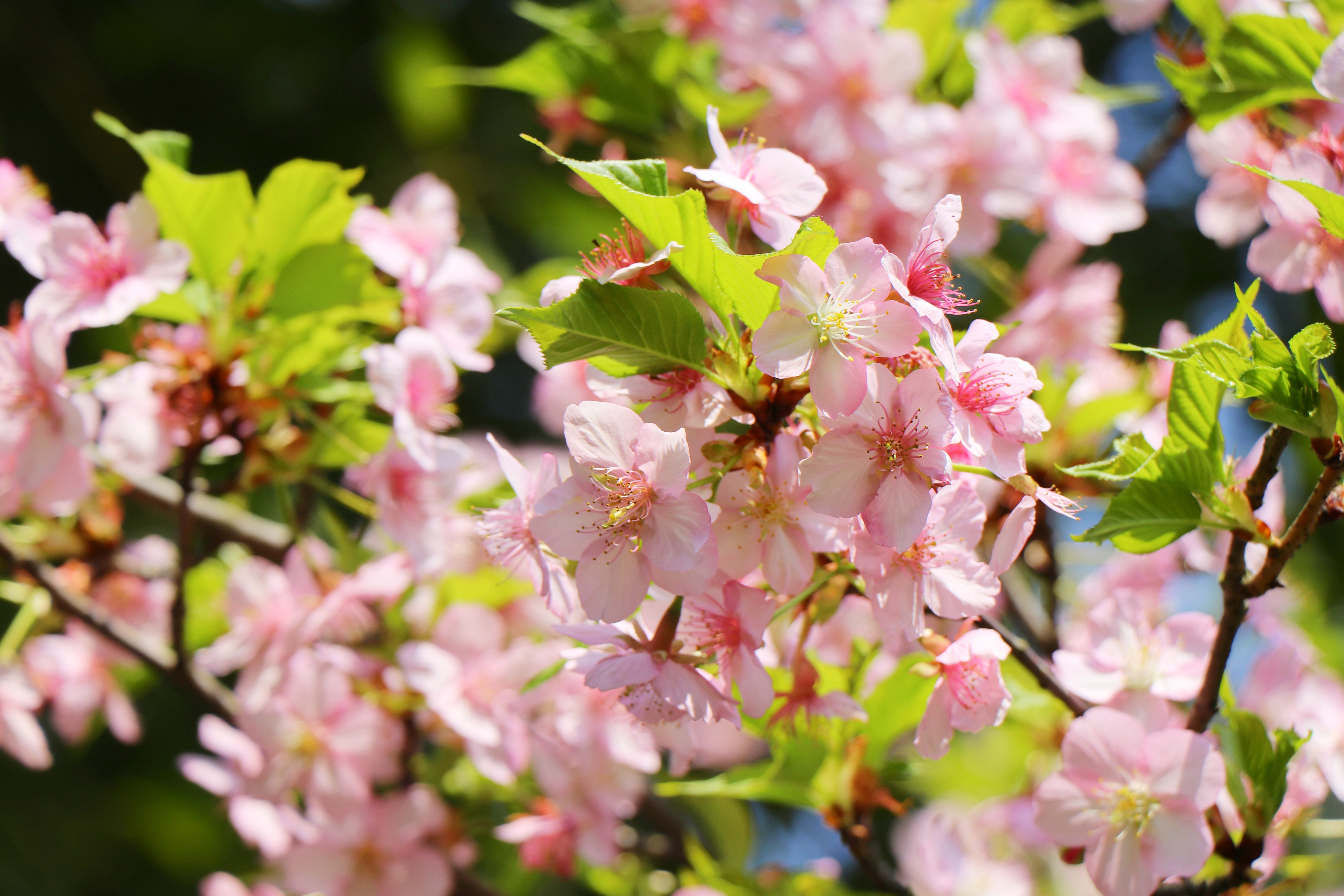 春天相约南昌凤凰沟樱花谷:赏十里樱花度花样年华_澎湃号·媒体_澎湃