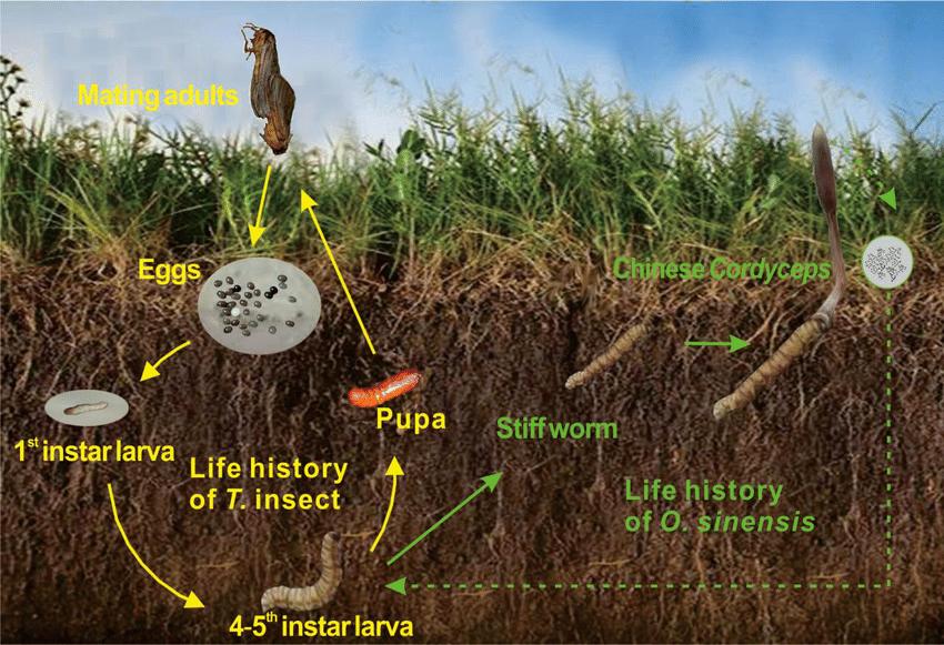 科学家认为,这种菇的孢子意外落到青蛙皮肤上,并利用青蛙潮湿的皮肤