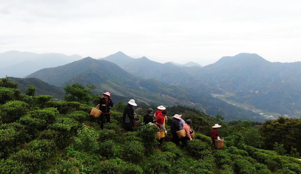 67在河源加快实现绿色崛起中奋力推进龙川全面振兴72以茶为媒义都