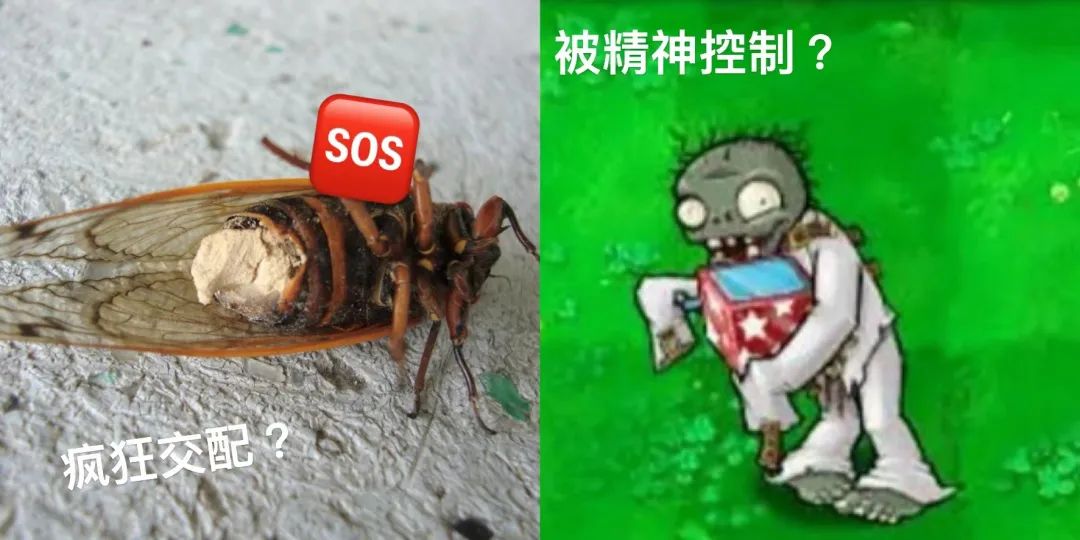 被真菌感染后,它们成了僵尸,失去了下半身仍然疯狂繁