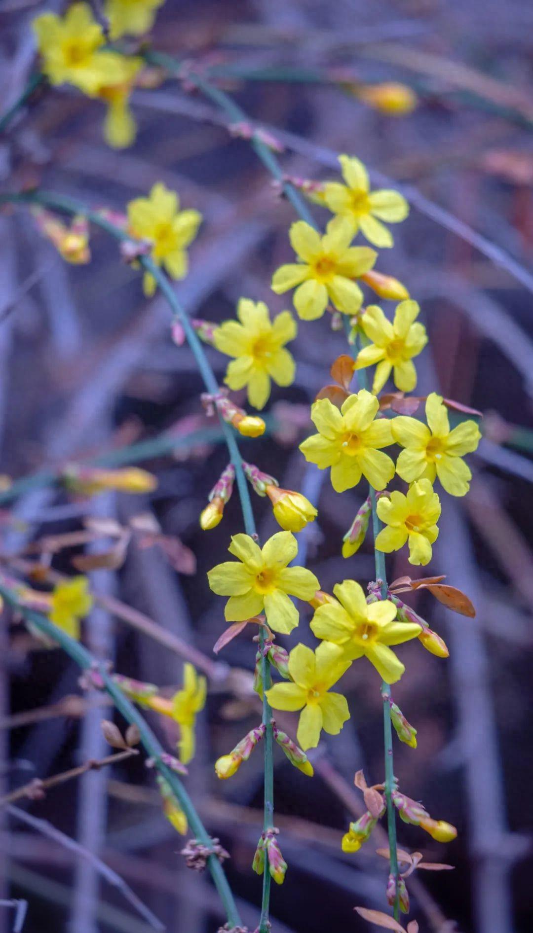 迎春花