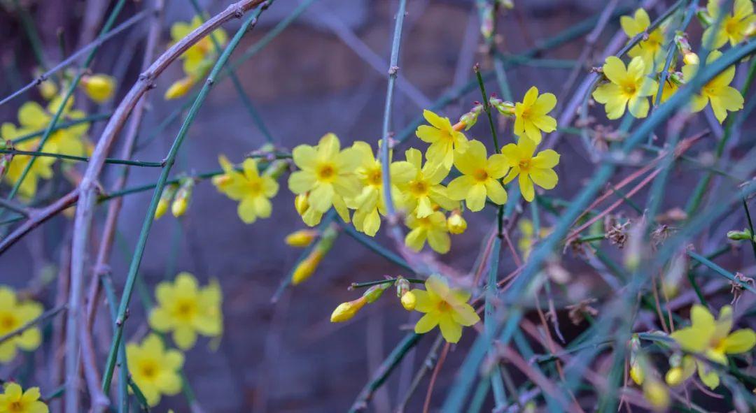 迎春花开了