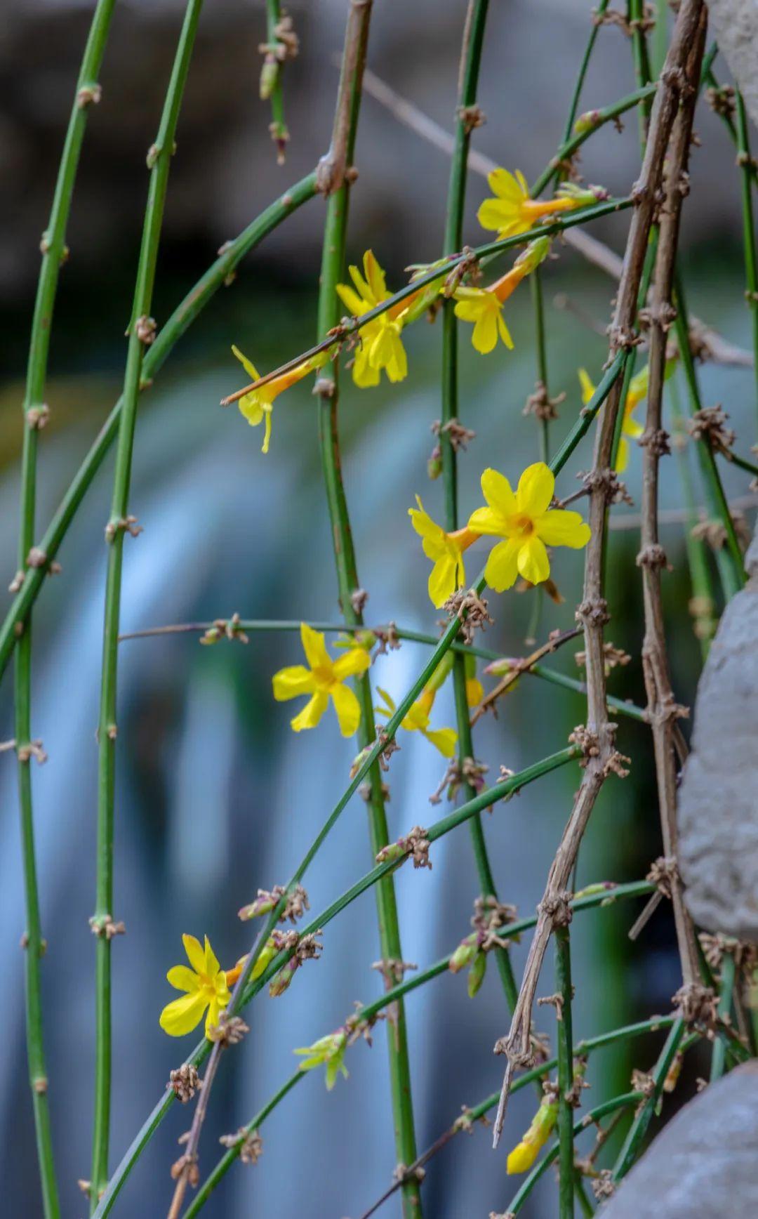 迎春花