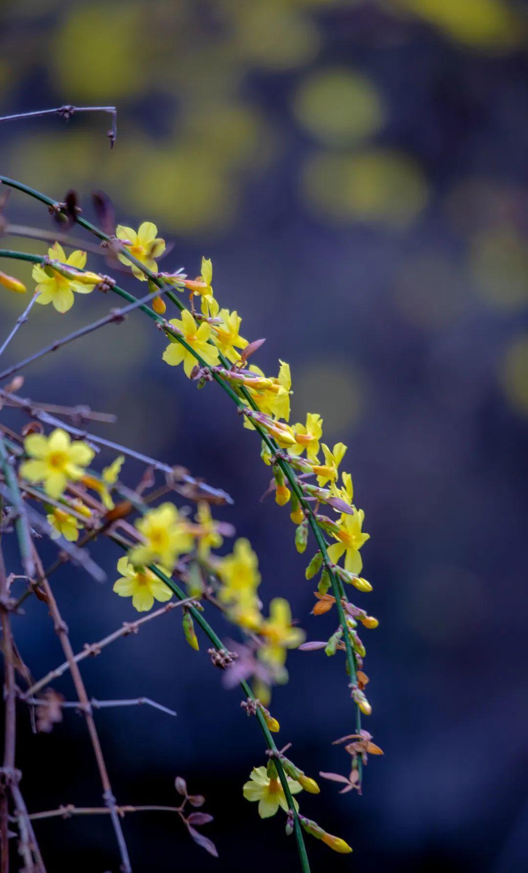 迎春花