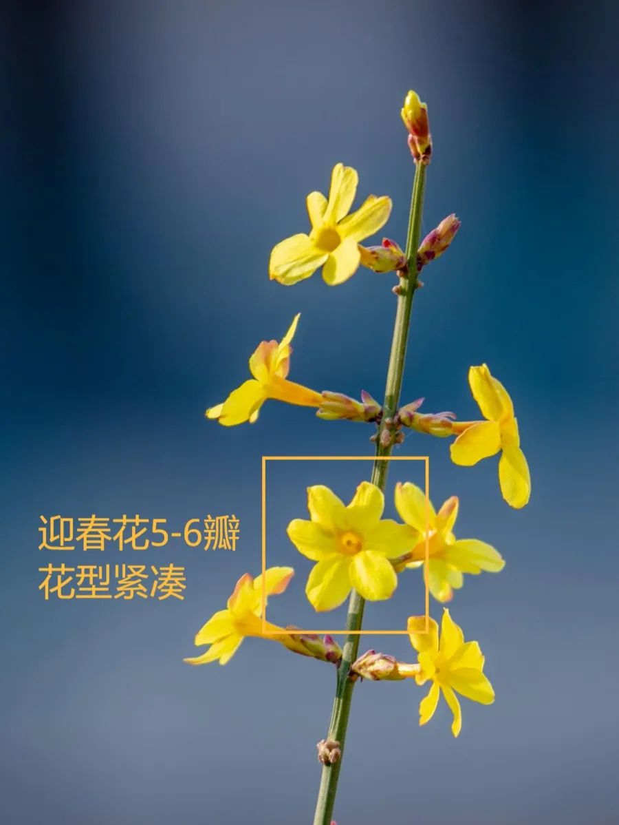 迎春花