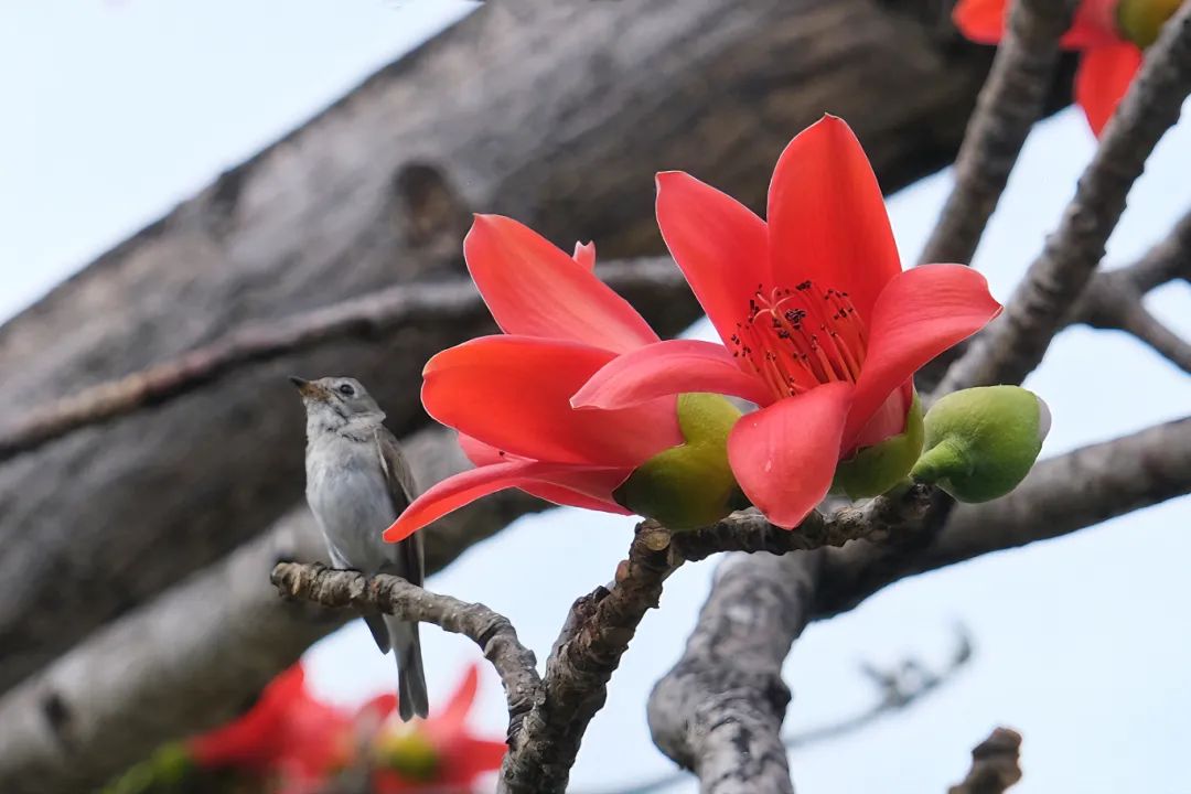 朋友,三亚的木棉花开啦!赏花走起→_澎湃号·政务_澎湃新闻-the paper