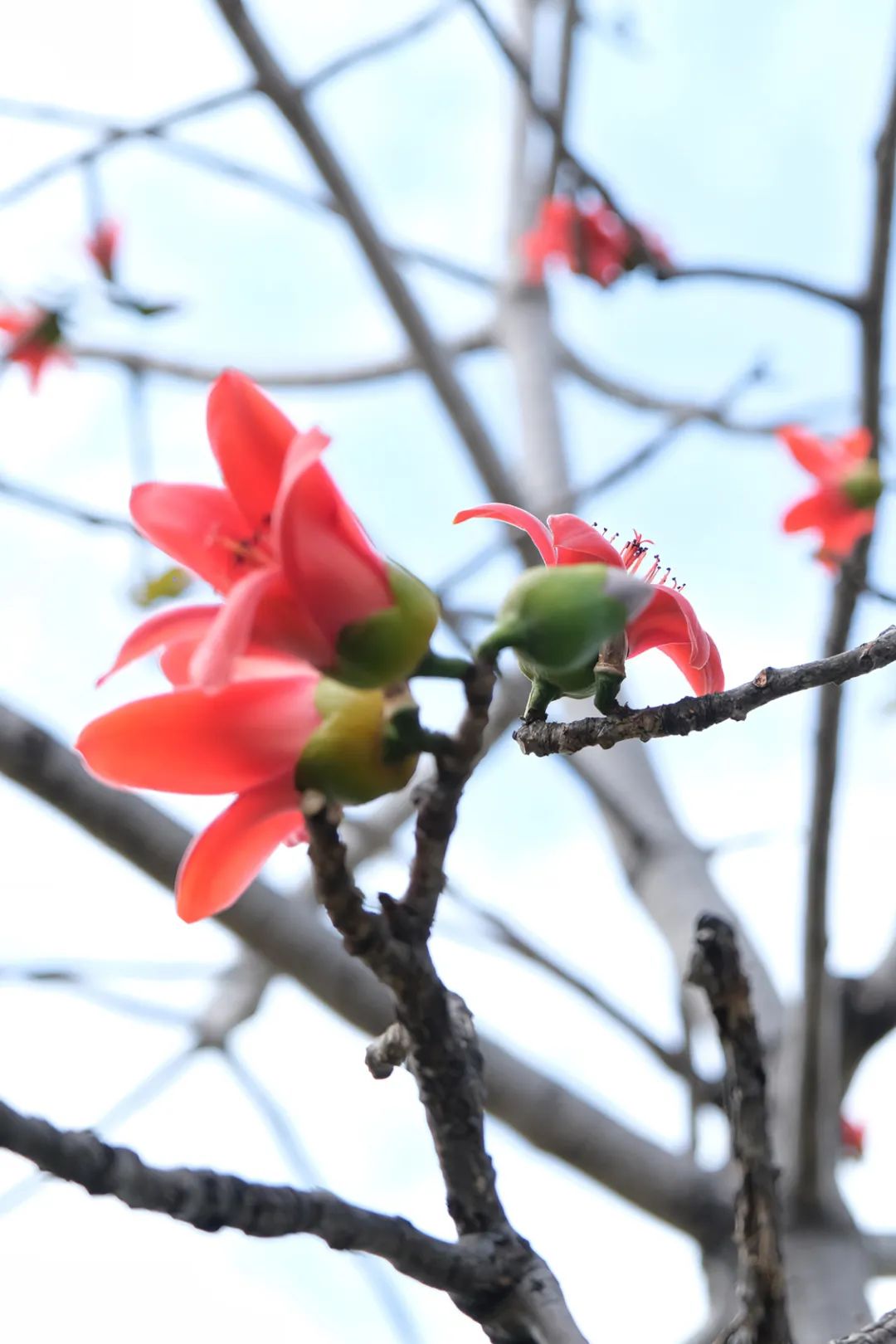 朋友,三亚的木棉花开啦!赏花走起→_澎湃号·政务_澎湃新闻-the paper
