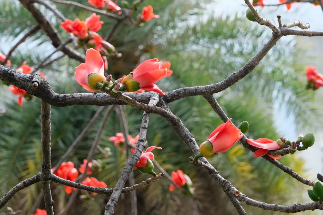 海南木棉花树图片图片