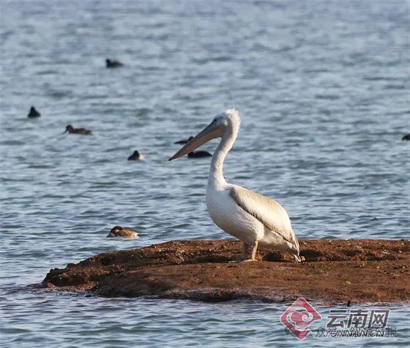 在昭通永丰发现系云南首次拍摄到