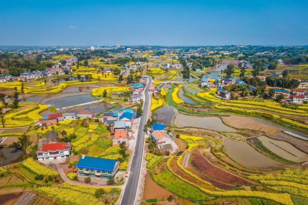 3-4月期间,富顺县李桥镇腰塘村乡风拂,李花绽,脆李甜.