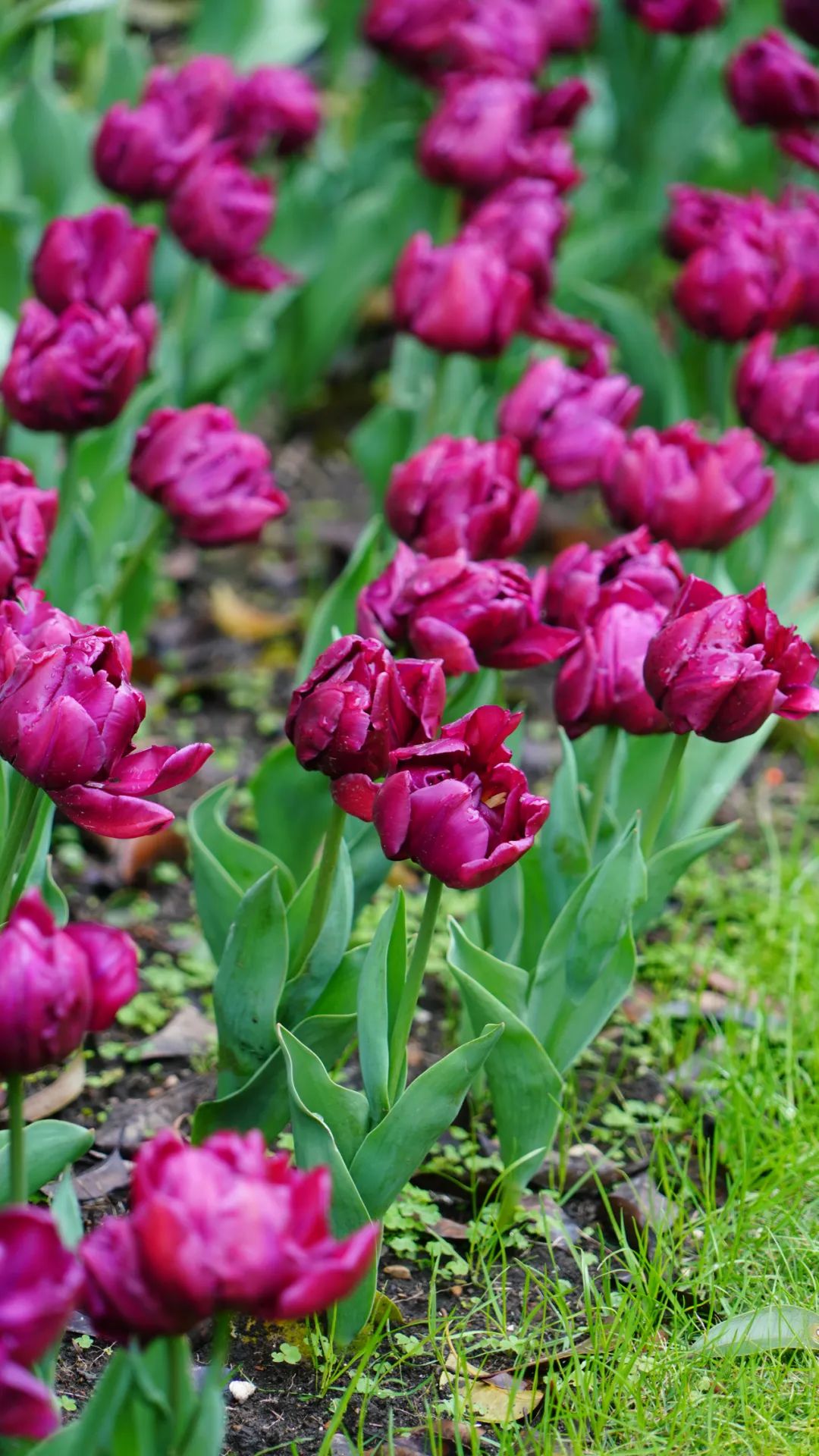公园里第一波"金普瑞斯玛"郁金香含苞待放,黄色的花朵明媚动人.