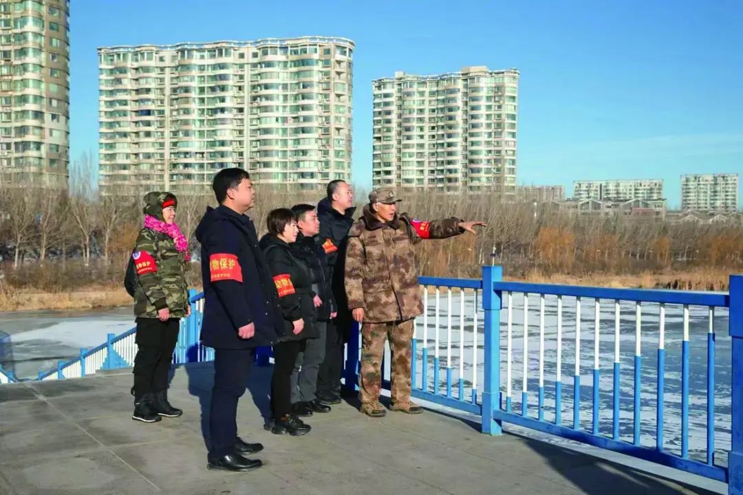 锦州志愿者连续5年守护天鹅又回家了