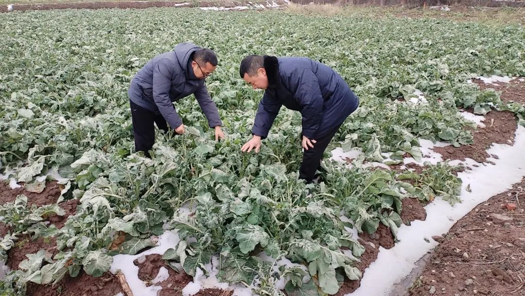 荆门市掇刀区农技人员深入田间地头指导恢复农业生产