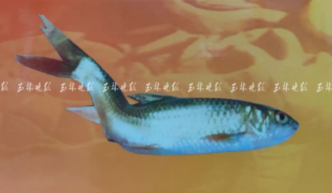 潘韦帆介绍,鸭塘养殖的鱼类有鲫鱼,鲮鱼,鲤鱼,草鱼等.