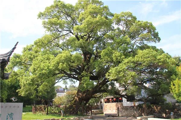 千年古樟才能保存至今日村民们凑钱免灾,有的老人还跪地求情当地恶霸