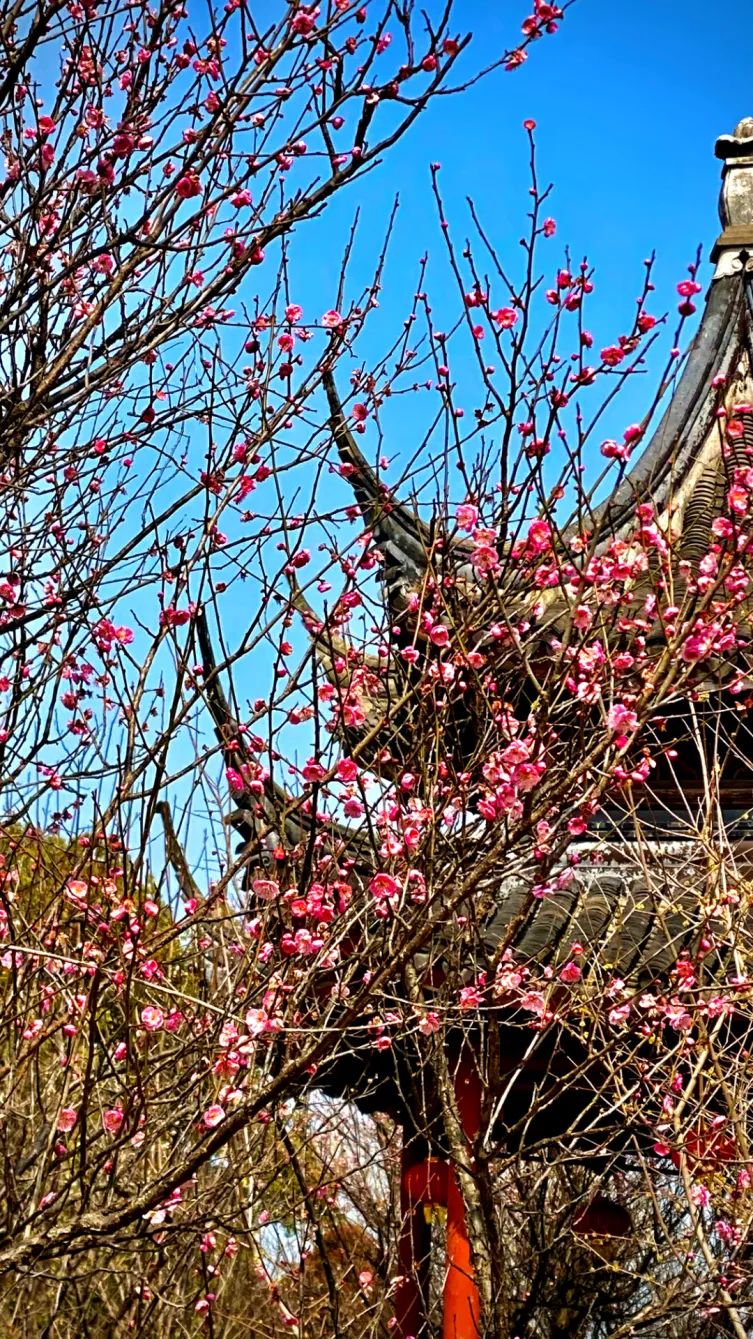 青浦这处赏梅圣地正式回归，这个春天记得来淀山湖畔踏青寻梅_澎湃号·政务_澎湃新闻-The Paper