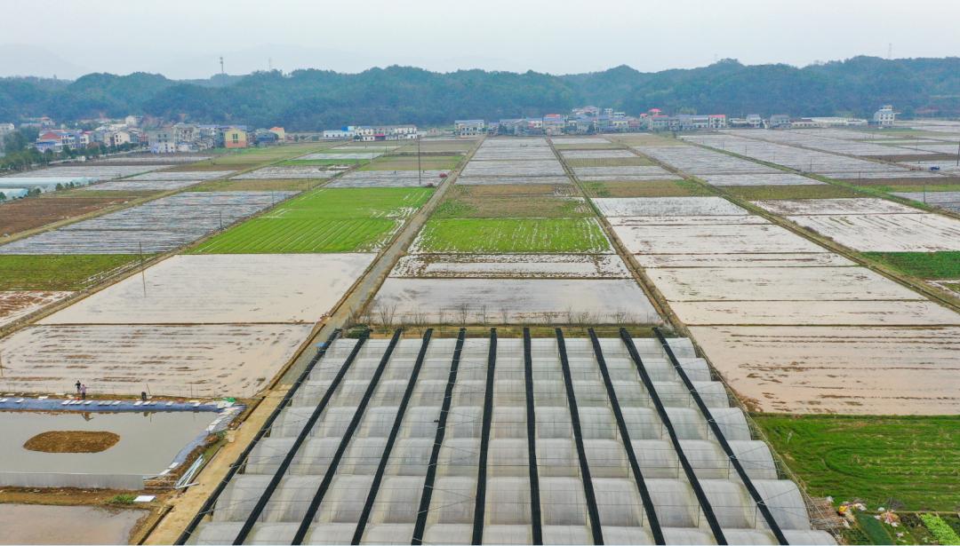 新春走基层丨龙伏镇龙伏村龙吟抒壮志伏笔绘蓝图