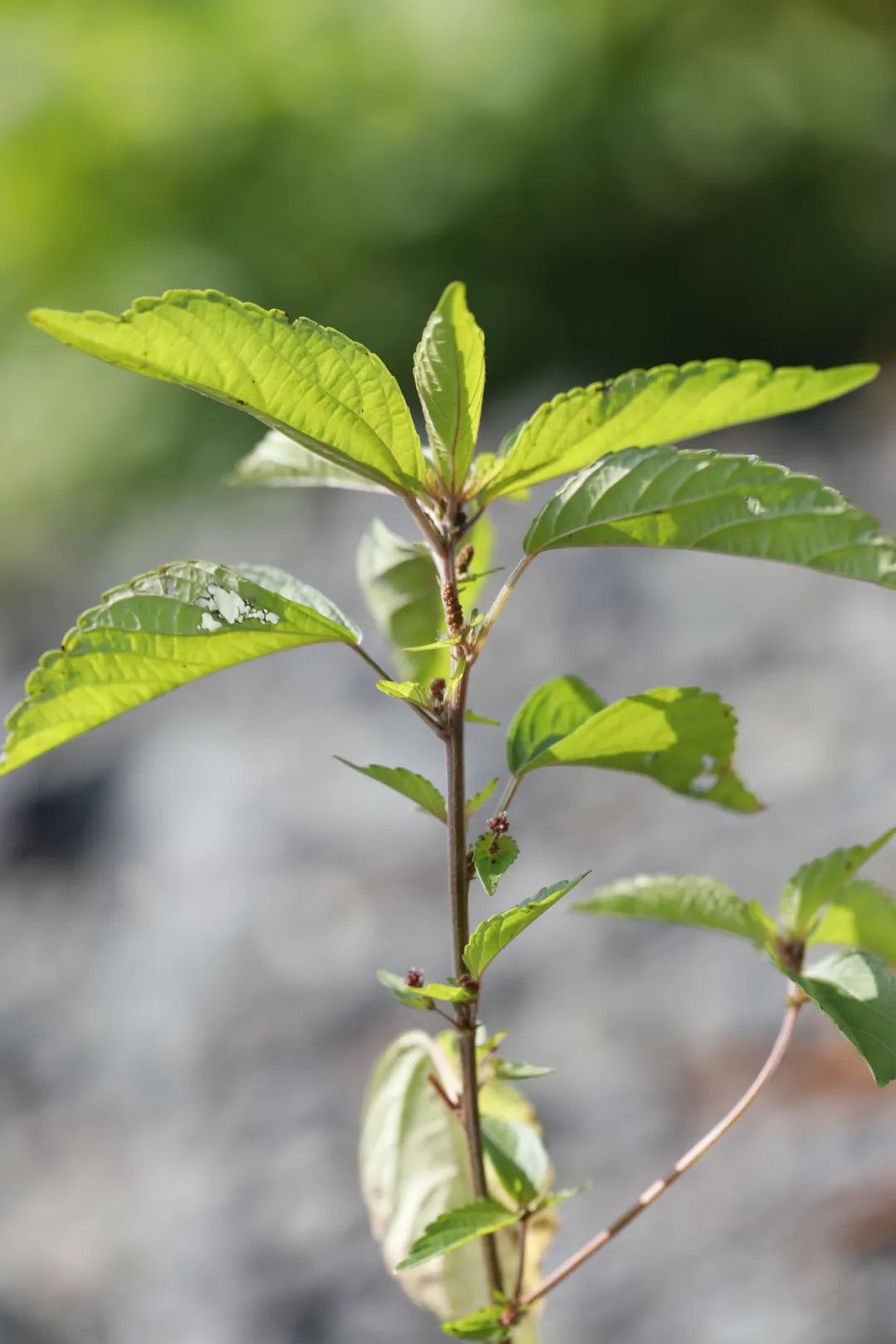 探秘!长白山植物千"种"风情~铁苋菜