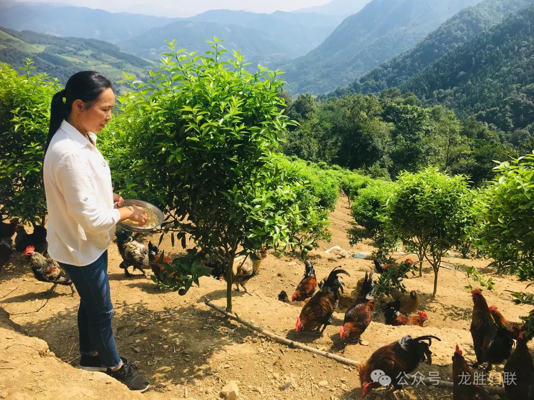 跟党奋进新征程巾帼建功新时代┃龙胜优秀妇女典型事迹展播三