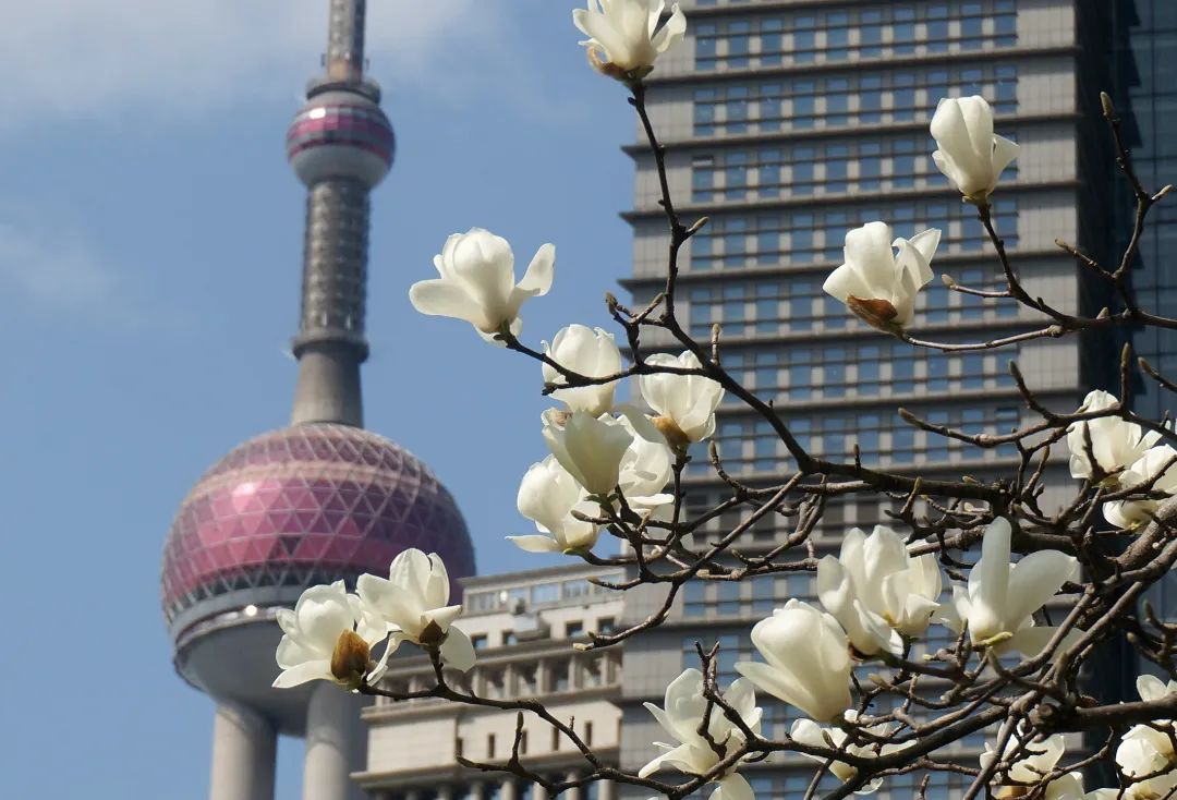 上海市市树市花图片