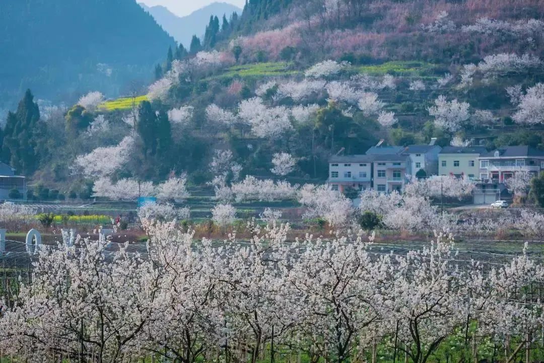 宜昌看花景点推荐图片