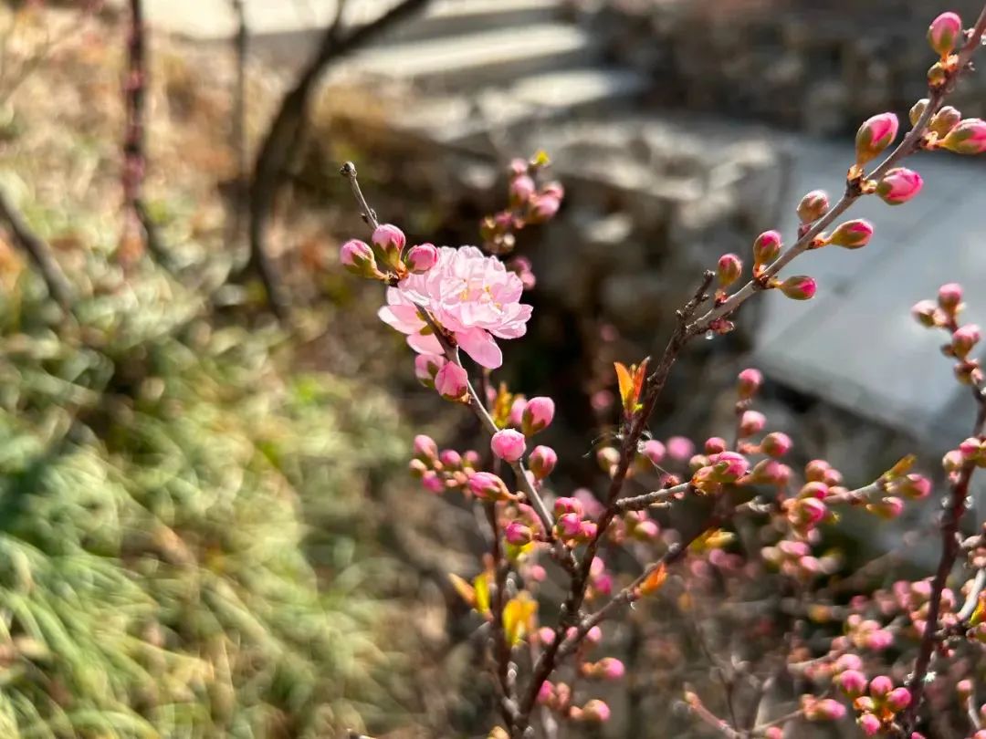 城南花已开,长清开春赏花指南请您收好!