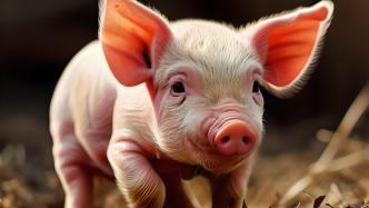 天邦食品2月商品猪收入环比降三成，再卖资产赚7900万元